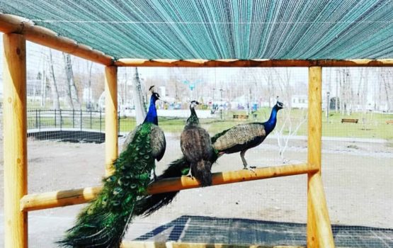 Новые жители появились в Вольском парке