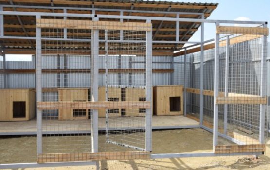 Реконструкция приюта для животных в Саратове идет с опережением графика