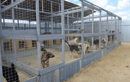 Приют для бездомных животных в Саратове пообещали модернизировать к началу июля