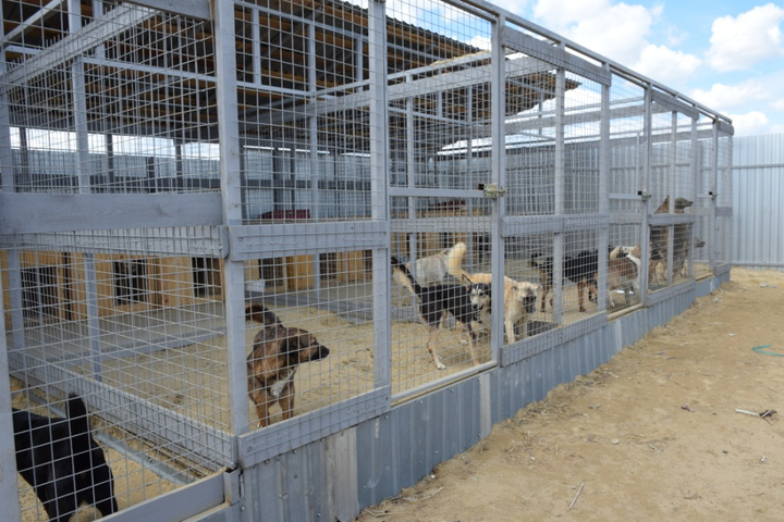 Приют для бездомных животных в Саратове пообещали модернизировать к началу июля