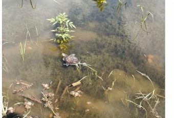 В пруд около сквера Марины Расковой вернулись черепахи