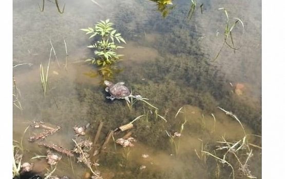 В пруд около сквера Марины Расковой вернулись черепахи