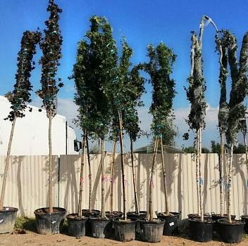 В саратовском сквере начали высаживать клены и красные дубы