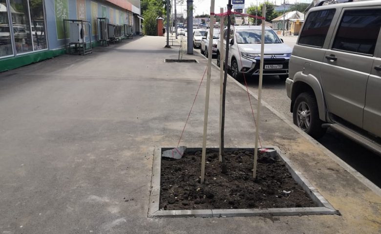 На новом тротуаре по ул. Чернышевского в Саратове высажено 12 молодых саженцев