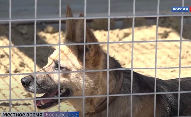 Пункт временного содержания собак в районе Гуселки превратился в современный приют