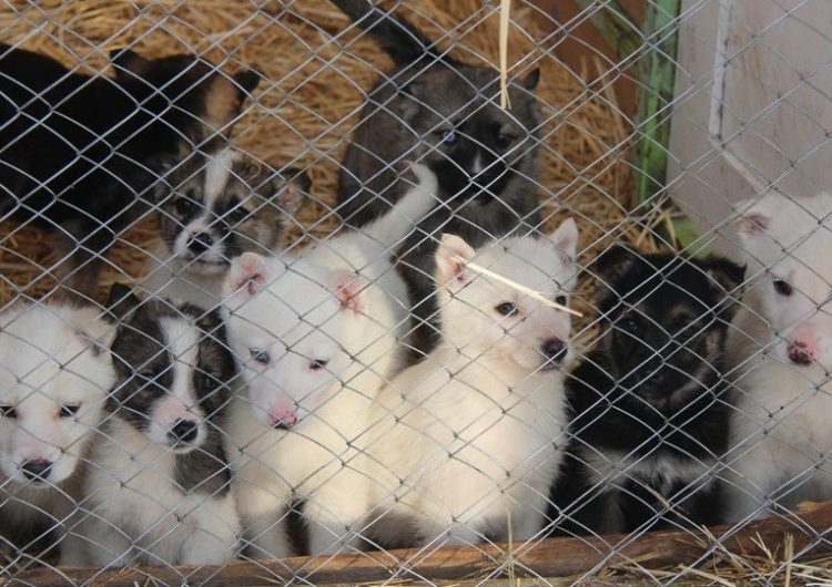 Приют для 300 животных в Заводском районе построят до конца года