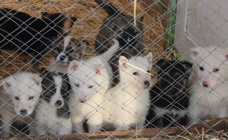 Приют для 300 животных в Заводском районе построят до конца года
