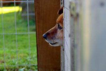 В Саратовском приюте сделали новую скважину