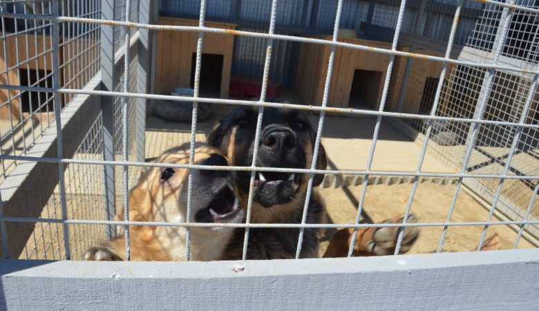 Достройка приюта для животных в Саратове отложена на полгода: там появятся телевидение и радио