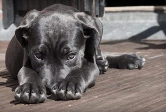 В 2021 году в Саратове заработает новый приют для животных