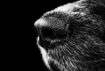 Как решить проблему с бездомными собаками?