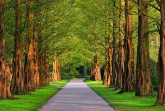 Спортивная площадка и пруд с фонтаном появятся в парке Юрия Гагарина