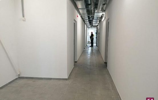 В Саратове приют для животных организует бесплатные операции
