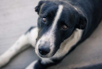 Как решается проблема бездомных собак в Саратове?