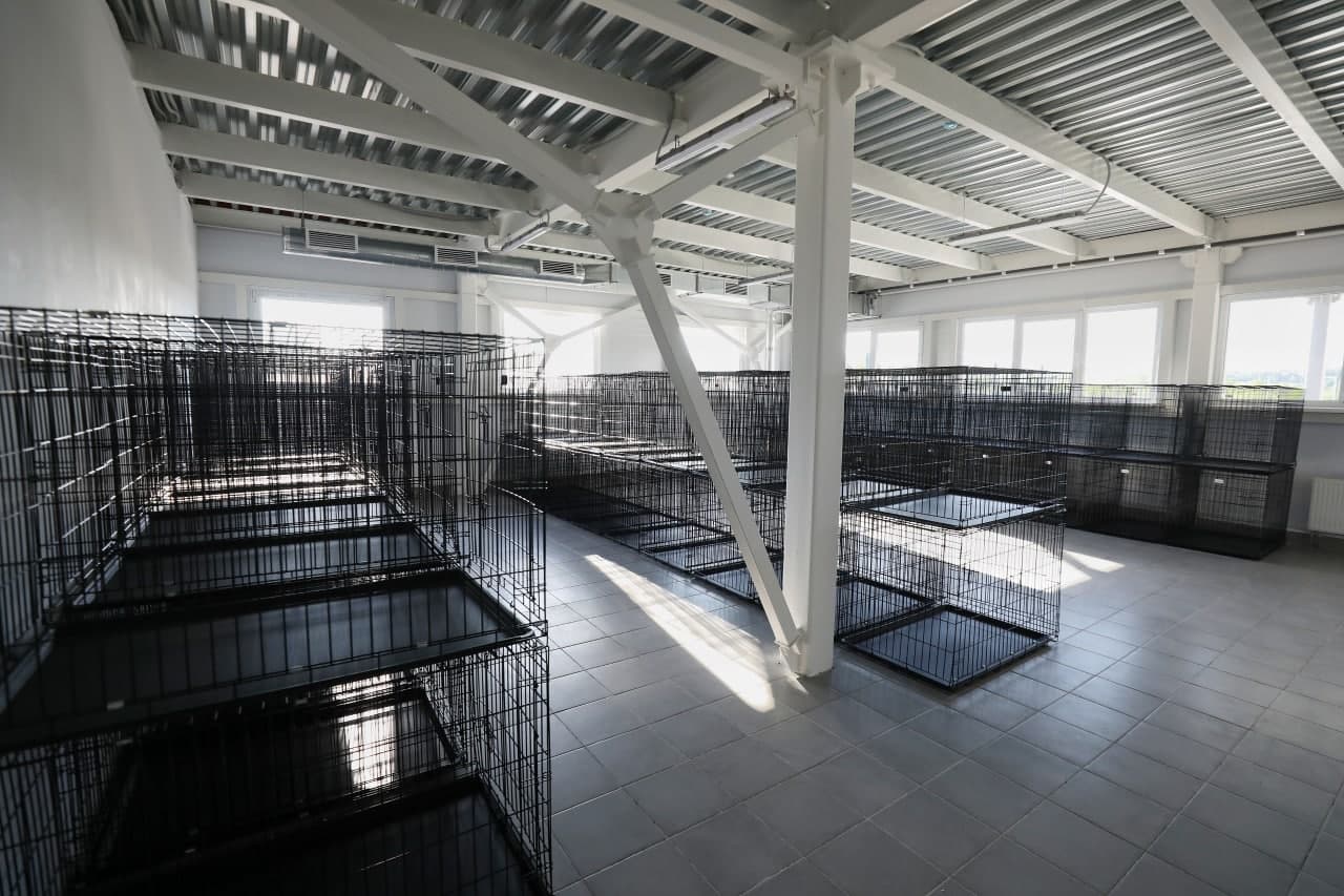 Приют для бездомных животных в москве. Приют для собак. Открытие приютов для животных. Приют бирюлево муниципальный. Бездомные животные в приюте.