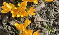 Весна наступила