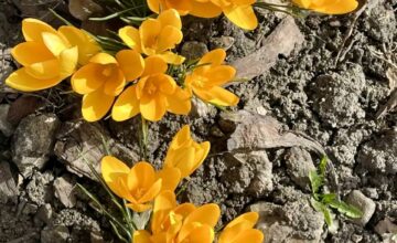 Весна наступила