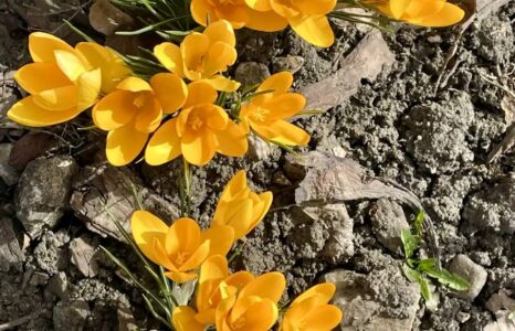 Весна наступила