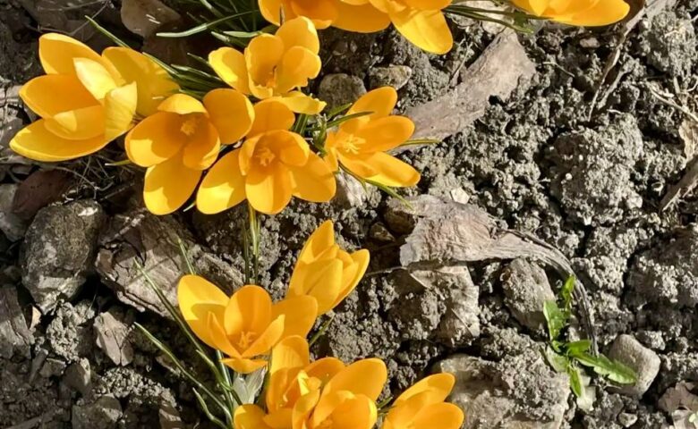 Весна наступила