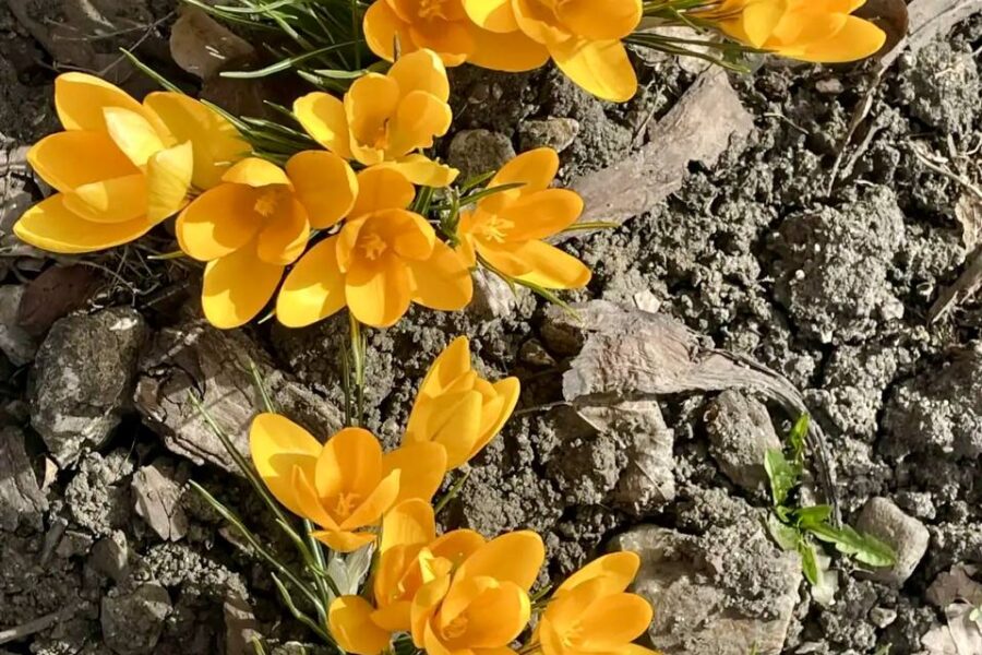 Весна наступила